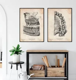 Codex Anatomicus Dental Anatomy^Dental anatomy art