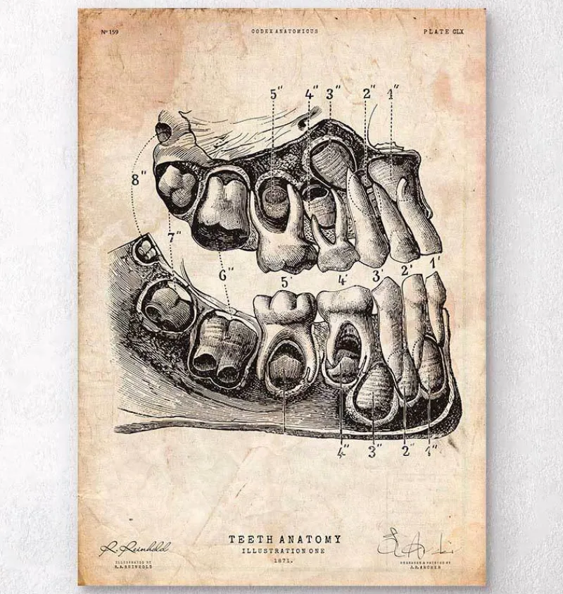 Codex Anatomicus Dental Anatomy^Dental anatomy art print