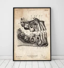 Codex Anatomicus Dental Anatomy^Dental anatomy art print