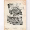 Codex Anatomicus Dental Anatomy^Dental anatomy poster