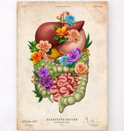 Codex Anatomicus Digestive System^Digestive system - Floral - Vintage