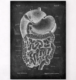 Codex Anatomicus Digestive System^Digestive system anatomy art - Chalkboard