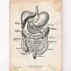 Codex Anatomicus Digestive System^Digestive system anatomy print