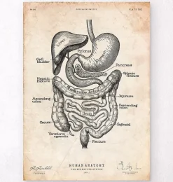 Codex Anatomicus Digestive System^Digestive system anatomy print