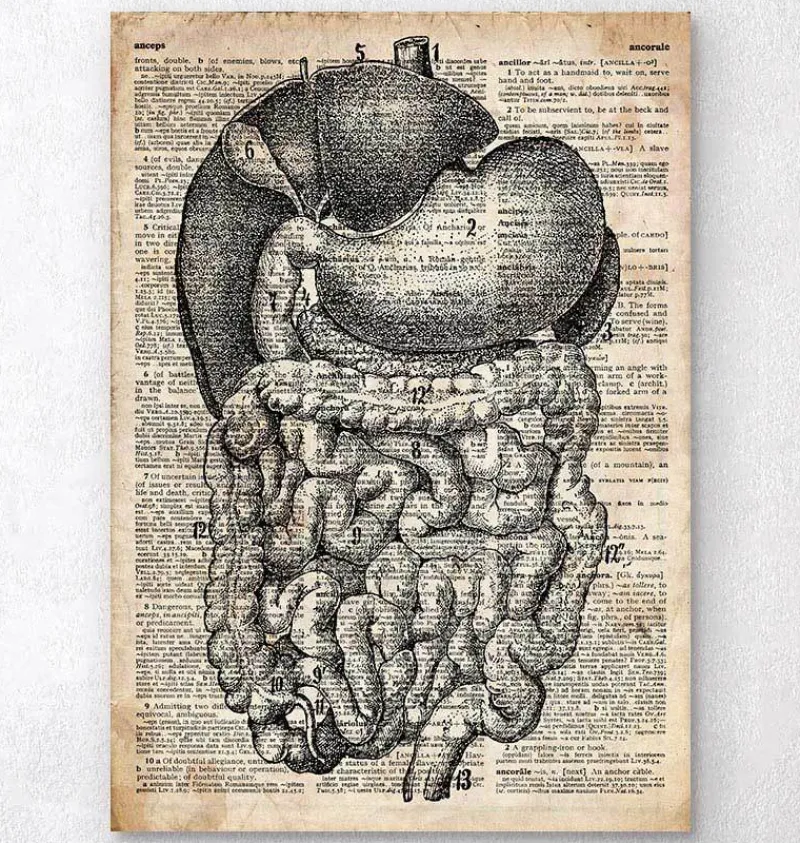 Codex Anatomicus Digestive System^Digestive system anatomy - Old dictionary page