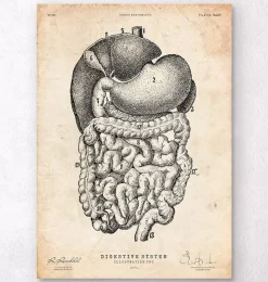 Codex Anatomicus Digestive System^Digestive system anatomy print II