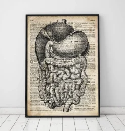 Codex Anatomicus Digestive System^Digestive system anatomy - Old dictionary page