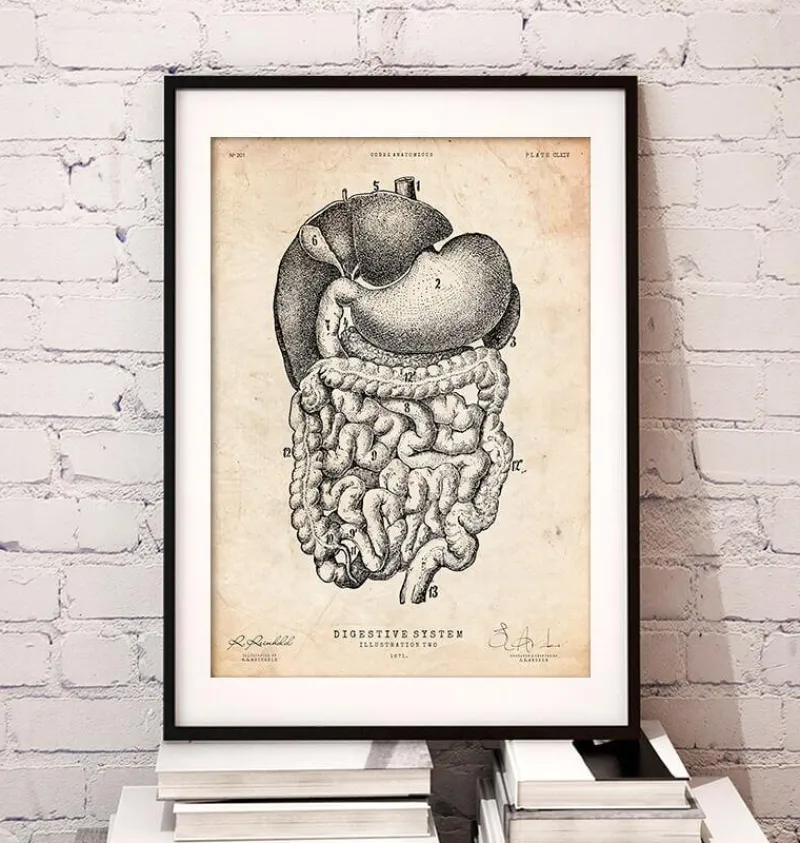 Codex Anatomicus Digestive System^Digestive system anatomy print II