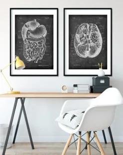 Codex Anatomicus Digestive System^Digestive system anatomy art - Chalkboard