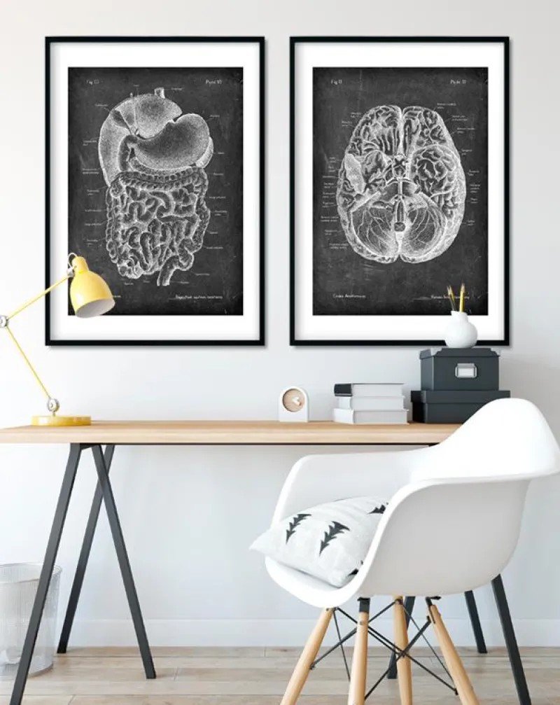 Codex Anatomicus Digestive System^Digestive system anatomy art - Chalkboard