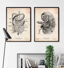 Codex Anatomicus Digestive System^Digestive system anatomy print