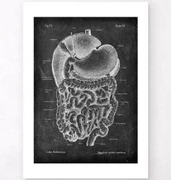 Codex Anatomicus Digestive System^Digestive system anatomy art - Chalkboard
