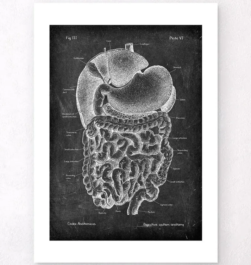 Codex Anatomicus Digestive System^Digestive system anatomy art - Chalkboard