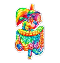 Codex Anatomicus Stickers^Digestive system sticker - Watercolor Splash