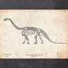 Codex Anatomicus Animal Anatomy^Dinosaur skeleton print - Apatosaurus