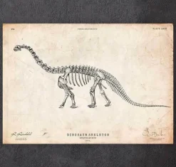 Codex Anatomicus Animal Anatomy^Dinosaur skeleton print - Apatosaurus