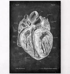 Codex Anatomicus Heart Anatomy^Dissected heart anatomy - Chalkboard