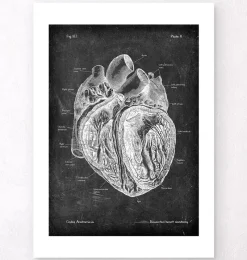Codex Anatomicus Heart Anatomy^Dissected heart anatomy - Chalkboard