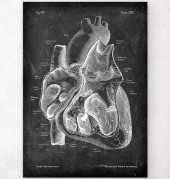 Codex Anatomicus Heart Anatomy^Dissected heart anatomy II - Chalkboard