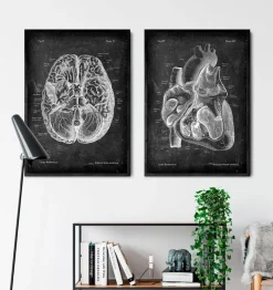 Codex Anatomicus Heart Anatomy^Dissected heart anatomy II - Chalkboard