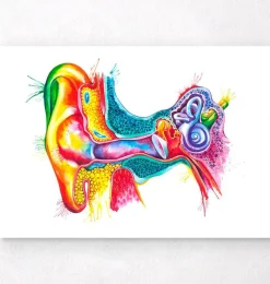 Codex Anatomicus Various Organs^Ear anatomy art - Watercolor splash