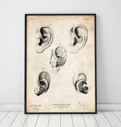 Codex Anatomicus Various Organs^Ear anatomy print
