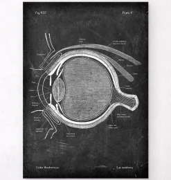Codex Anatomicus Various Organs^Eye anatomy - Chalkboard