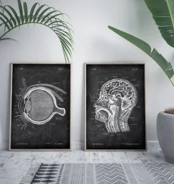 Codex Anatomicus Various Organs^Eye anatomy - Chalkboard