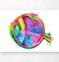 Codex Anatomicus Various Organs^Eye anatomy - Watercolor splash