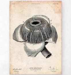 Codex Anatomicus Various Organs^Eye anatomy poster