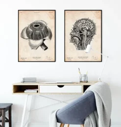 Codex Anatomicus Various Organs^Eye anatomy poster