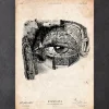 Codex Anatomicus Various Organs^Eye anatomy print