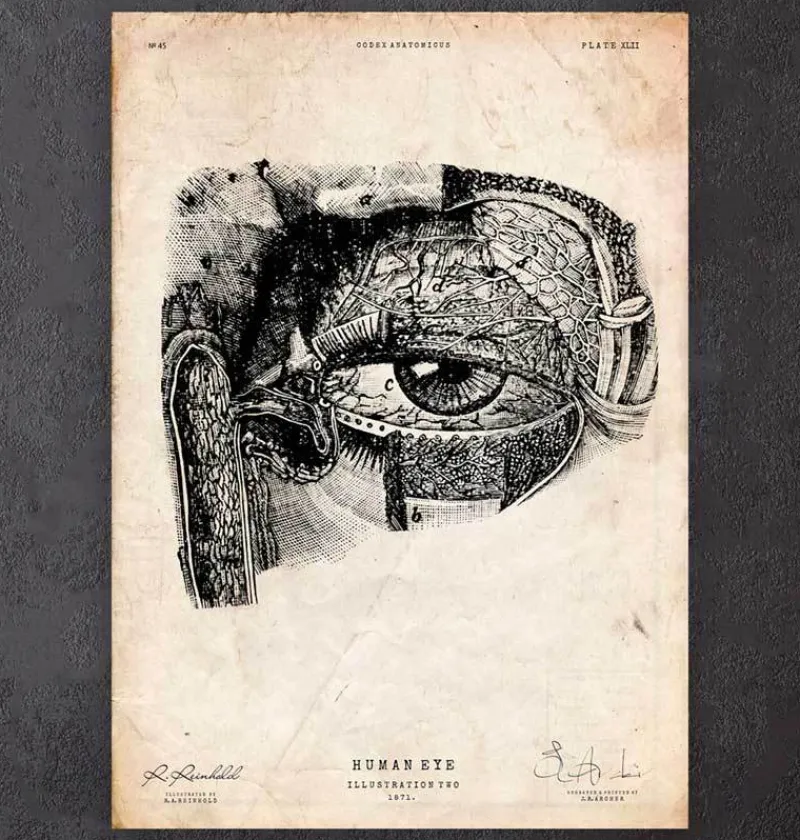 Codex Anatomicus Various Organs^Eye anatomy print