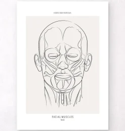 Codex Anatomicus Head & Face^Face muscles anatomy - Line Art