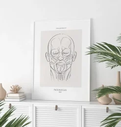 Codex Anatomicus Head & Face^Face muscles anatomy - Line Art