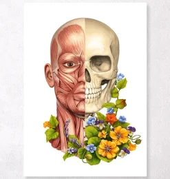 Codex Anatomicus Head & Face^Facial muscles anatomy - Floral - White