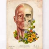 Codex Anatomicus Head & Face^Facial muscles anatomy - Floral - Vintage