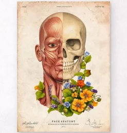 Codex Anatomicus Head & Face^Facial muscles anatomy - Floral - Vintage