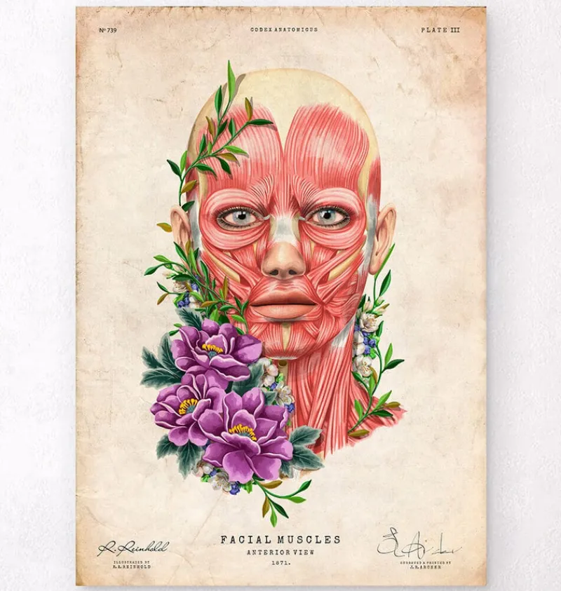 Codex Anatomicus Head & Face^Facial muscles anatomy II - Floral - Vintage