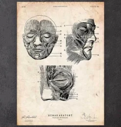 Codex Anatomicus Head & Face^Facial muscles anatomy print III