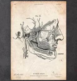 Codex Anatomicus Head & Face^Facial muscles anatomy print