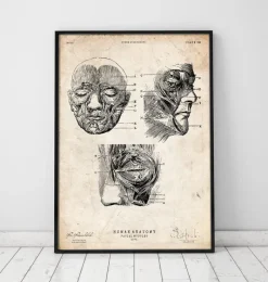Codex Anatomicus Head & Face^Facial muscles anatomy print III