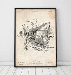 Codex Anatomicus Head & Face^Facial muscles anatomy print