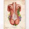 Codex Anatomicus Full Body Anatomy^Female back muscles - Floral - Vintage