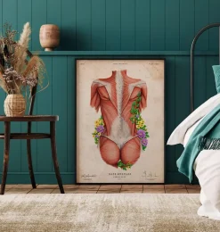 Codex Anatomicus Full Body Anatomy^Female back muscles - Floral - Vintage