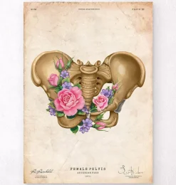 Codex Anatomicus Skull & Skeleton^Female pelvis anatomy - Floral - Vintage