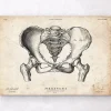 Codex Anatomicus Skull & Skeleton^Female pelvis anatomy art