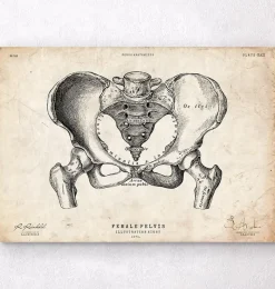 Codex Anatomicus Skull & Skeleton^Female pelvis anatomy art