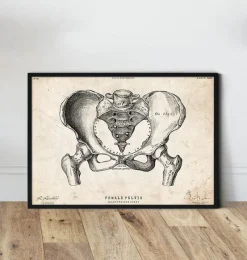 Codex Anatomicus Skull & Skeleton^Female pelvis anatomy art