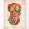 Codex Anatomicus Full Body Anatomy^Female torso muscles - Floral - Vintage